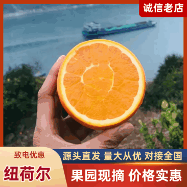 纽菏尔，福本，圆红脐橙原产地直发，果肉脆嫩化渣风味独特