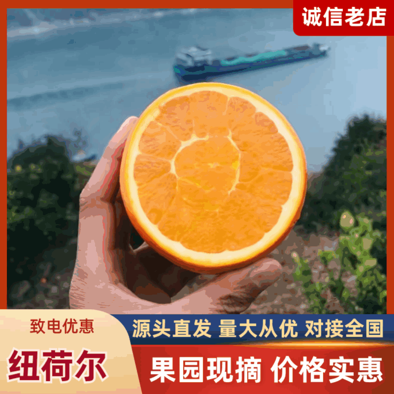纽菏尔，福本，圆红脐橙原产地直发，果肉脆嫩化渣风味独特