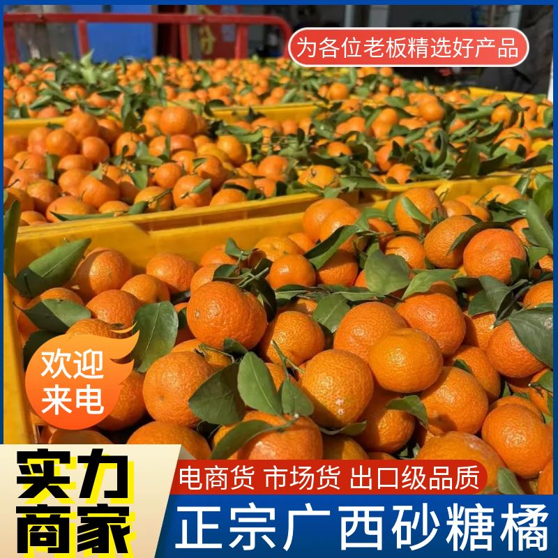 广西砂糖橘（承接电商商超市场外贸出口）全国发货