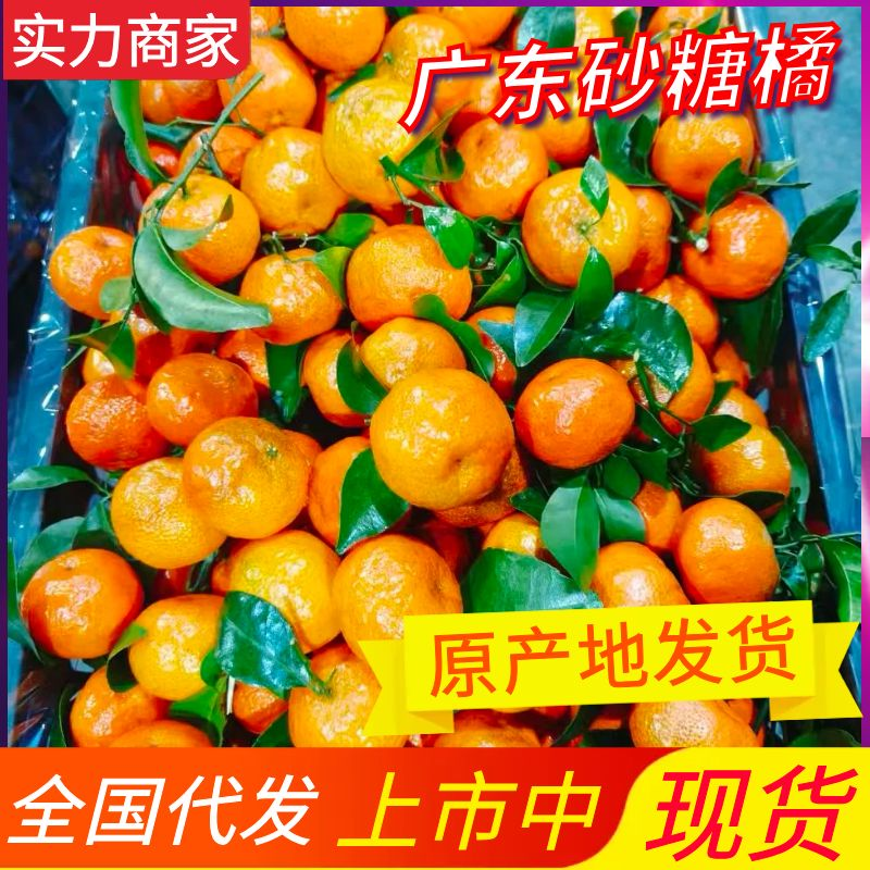 《广西砂糖桔》基地现摘/代发全国/对接档口、市场、商超