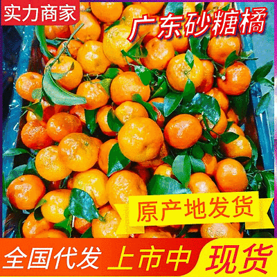 《广西砂糖桔》基地现摘/代发全国/对接档口、市场、商超