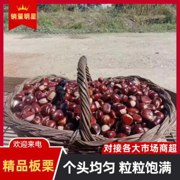 宽城板栗精品栗子产地直发保质保量对接全国量大优