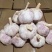 精品紫皮大蒜河南大蒜种植基地直发品质保障欢迎电联