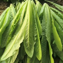 油麦菜蔬菜基地直发价格实惠欢迎老板联系