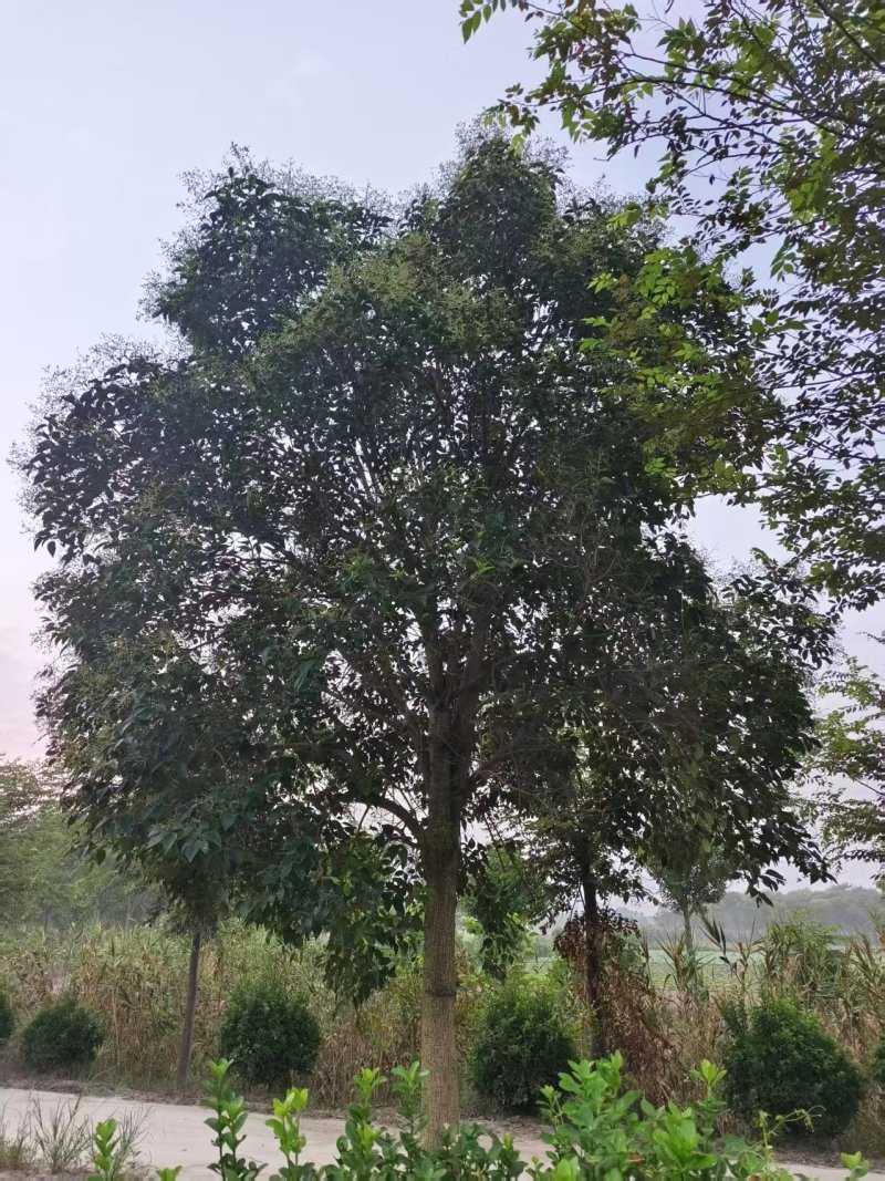 大叶女贞江苏女贞规格齐全产地发货大量供应中