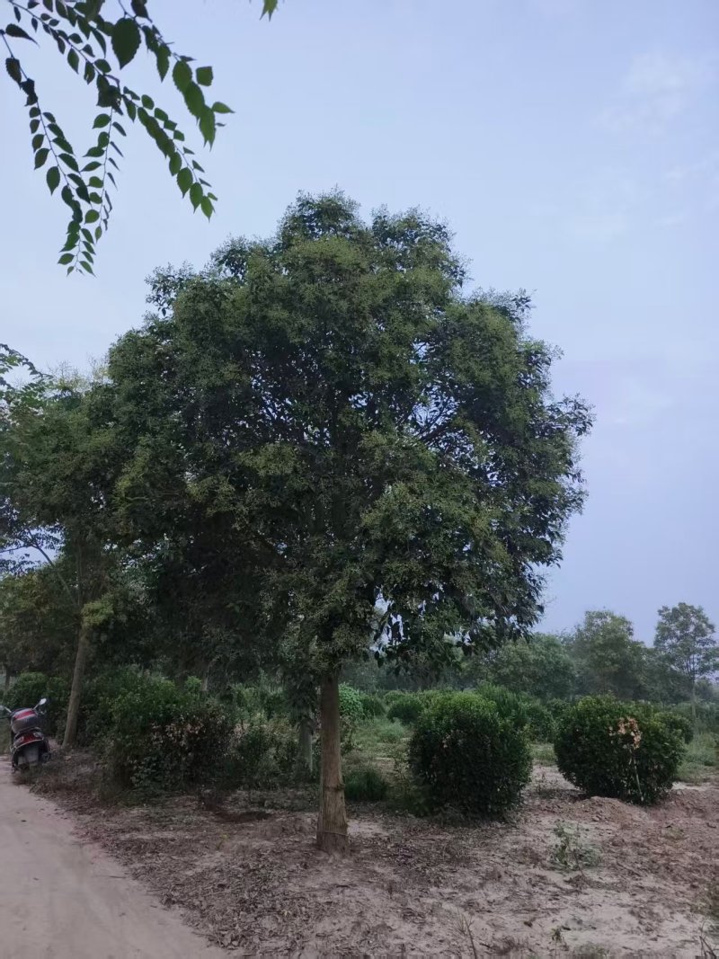 大叶女贞江苏女贞规格齐全产地发货大量供应中