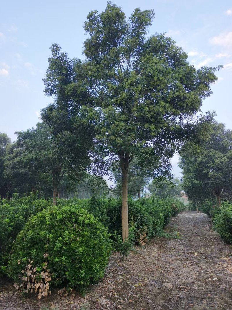 大叶女贞江苏女贞规格齐全产地发货大量供应中