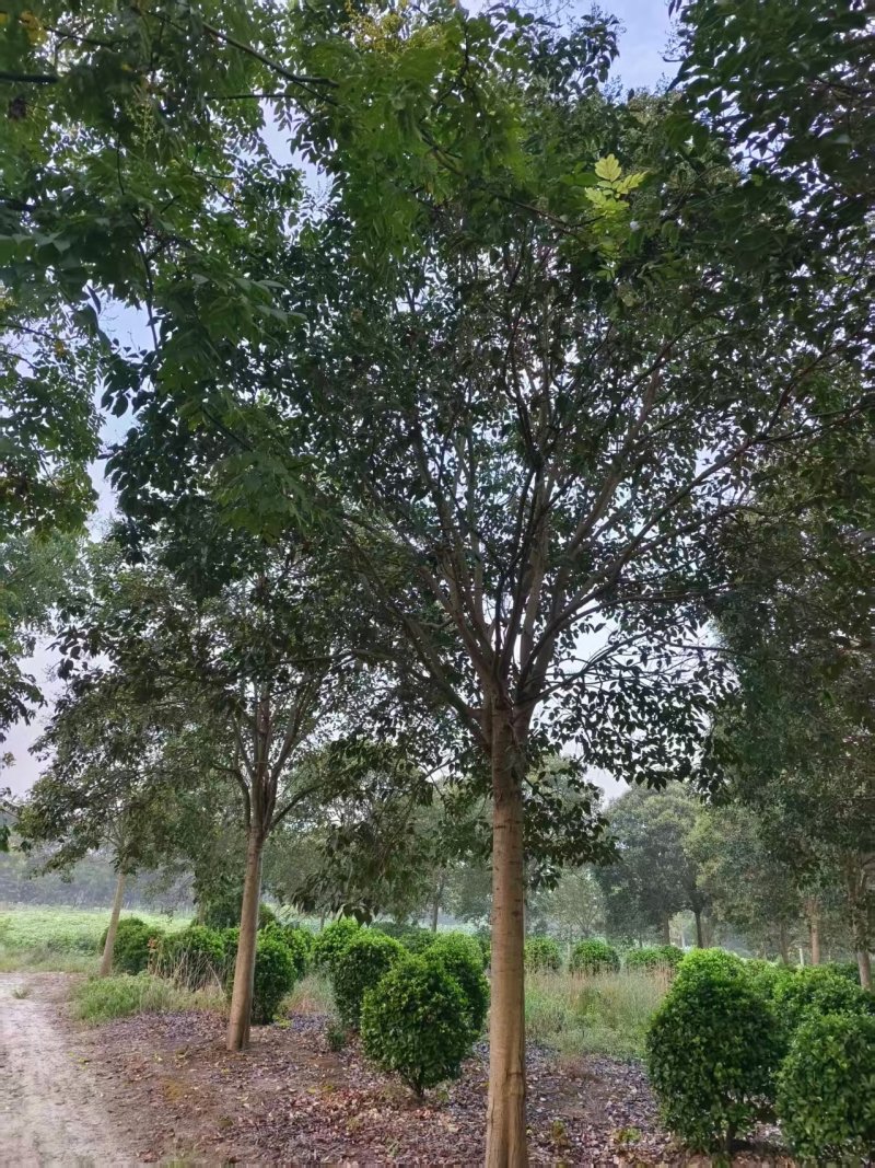 大叶女贞江苏女贞规格齐全产地发货大量供应中