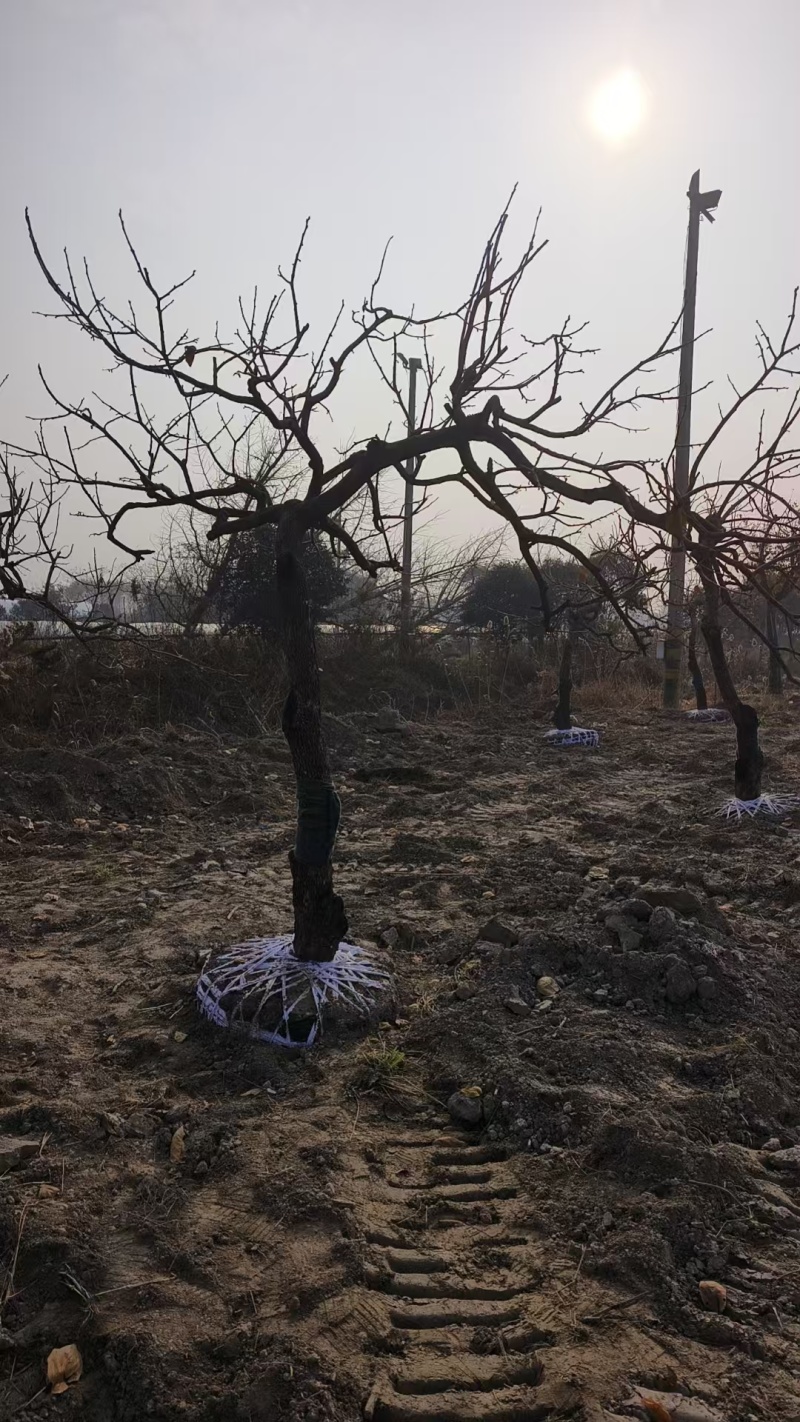 柿子树产地直发品种齐全规格齐全可实地考察对接全国