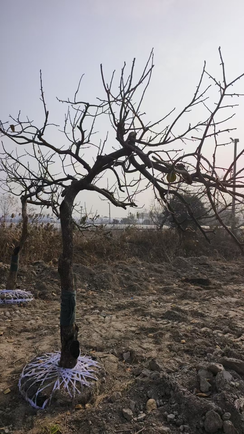 柿子树产地直发品种齐全规格齐全可实地考察对接全国