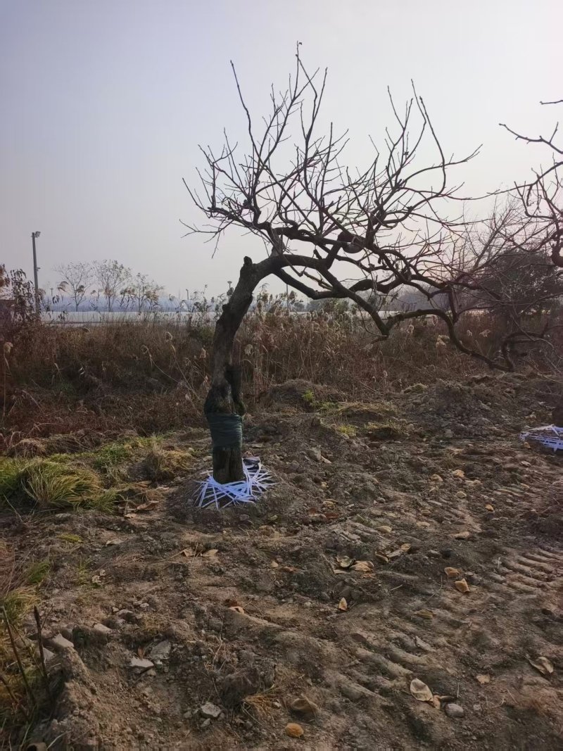 柿子树产地直发品种齐全规格齐全可实地考察对接全国
