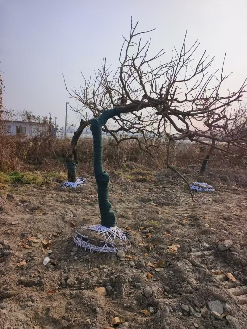 柿子树产地直发品种齐全规格齐全可实地考察对接全国