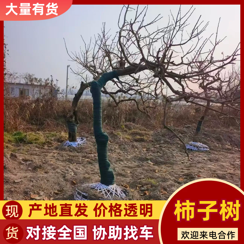 柿子树产地直发品种齐全规格齐全可实地考察对接全国