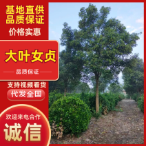 大叶女贞江苏女贞规格齐全产地发货大量供应中