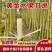 云南黄皮甘蔗一手货源全国发货对接市场商超电商等