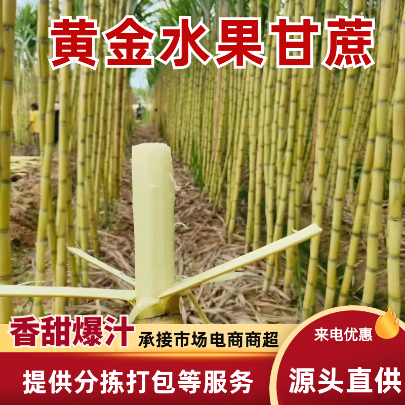 云南黄皮甘蔗一手货源全国发货对接市场商超电商等
