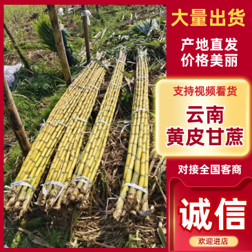 云南黄金甘蔗，大量上市，产地直发，品质保证，服务经营