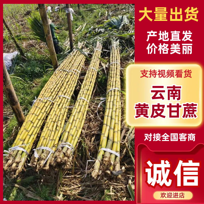 云南黄金甘蔗，大量上市，产地直发，品质保证，服务经营