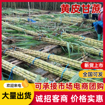 云南黄皮甘蔗一手货源全国发货对接市场商超电商等
