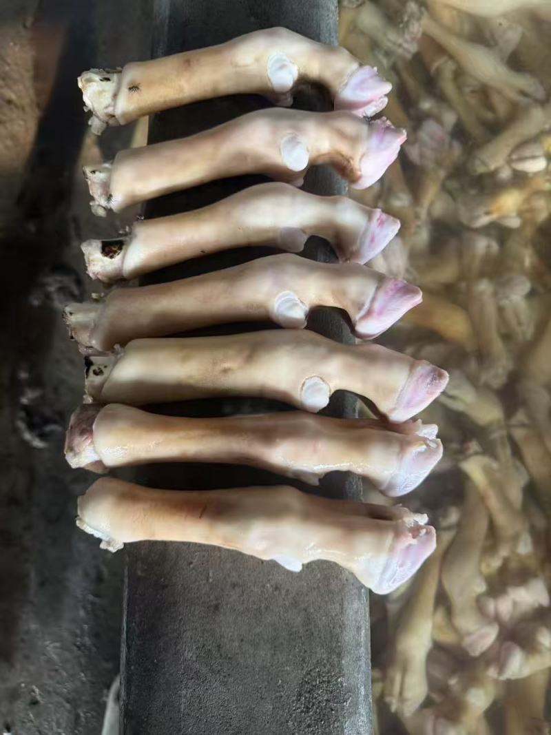 不抽筋火烧白羊蹄，精品羊蹄大量现货供应，可视频看货
