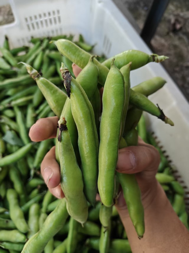 好货推荐精品云南蚕豆基地一手货源对接电商市场商超