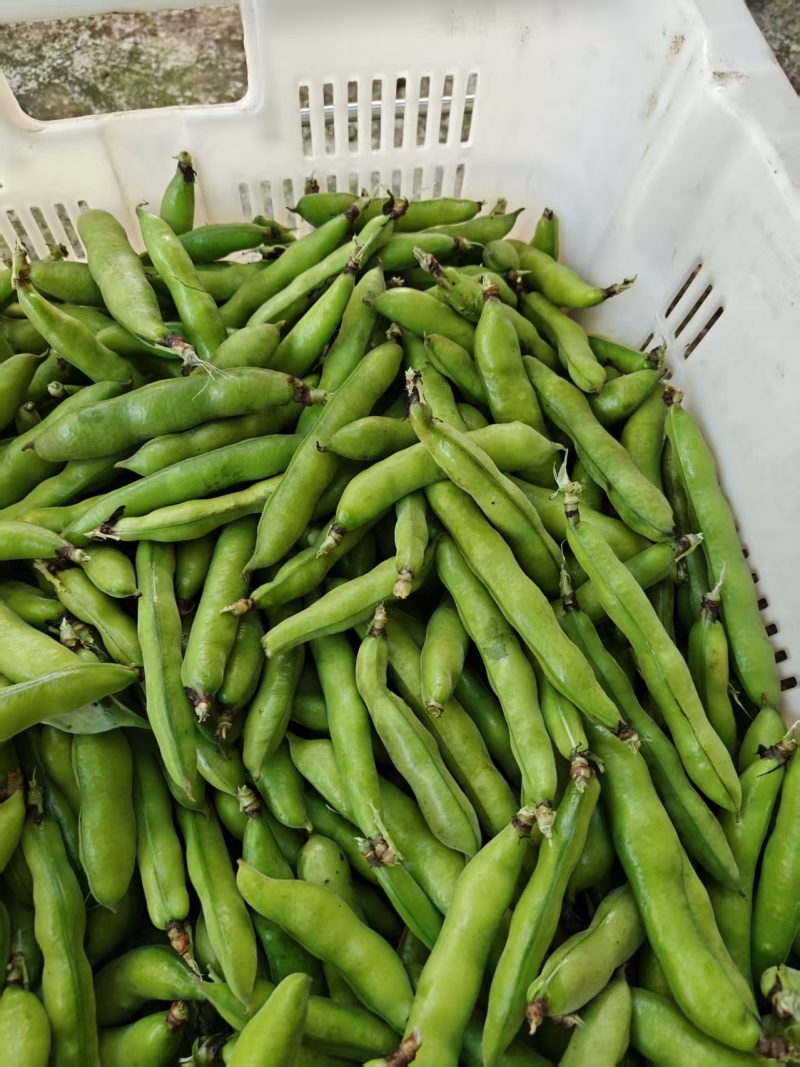 好货推荐精品云南蚕豆基地一手货源对接电商市场商超