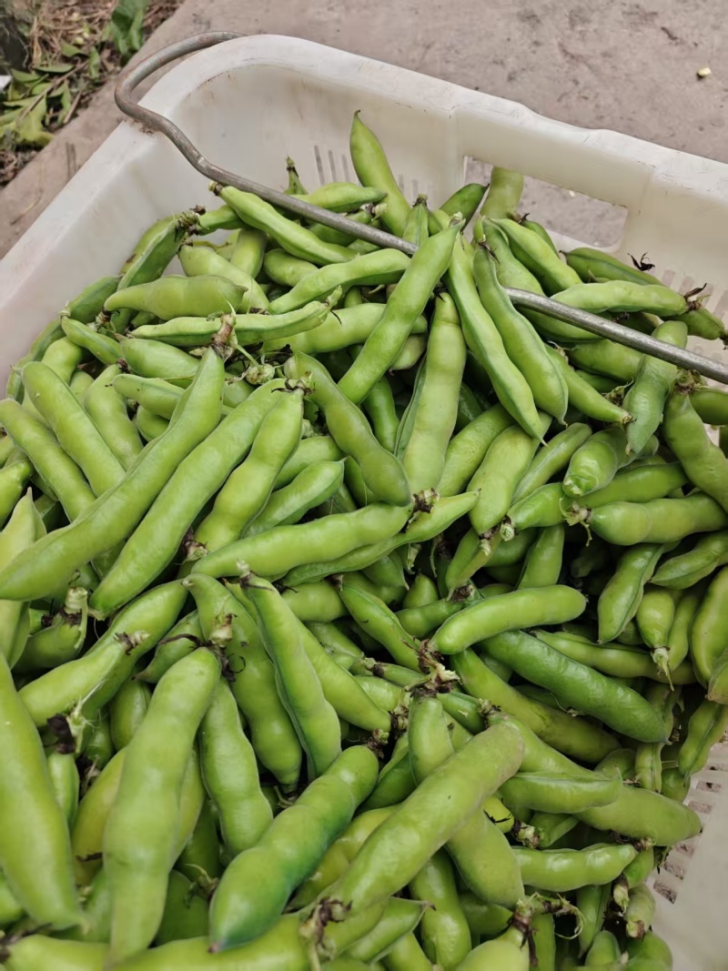 好货推荐精品云南蚕豆基地一手货源对接电商市场商超