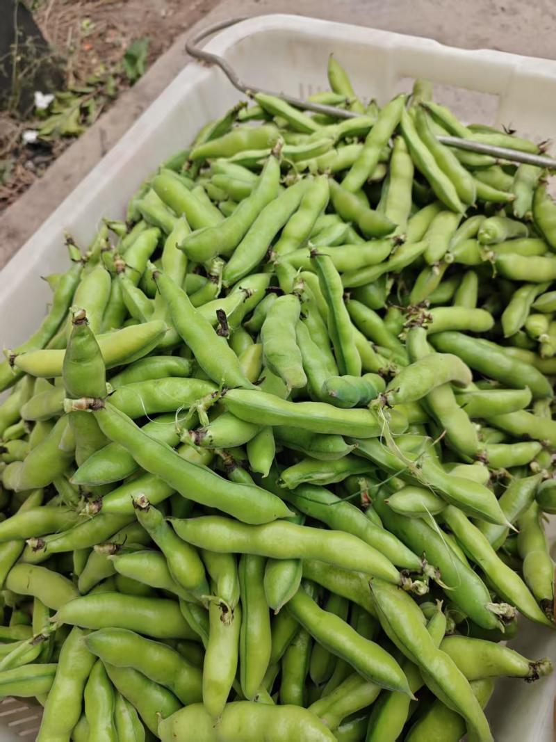 好货推荐精品云南蚕豆基地一手货源对接电商市场商超