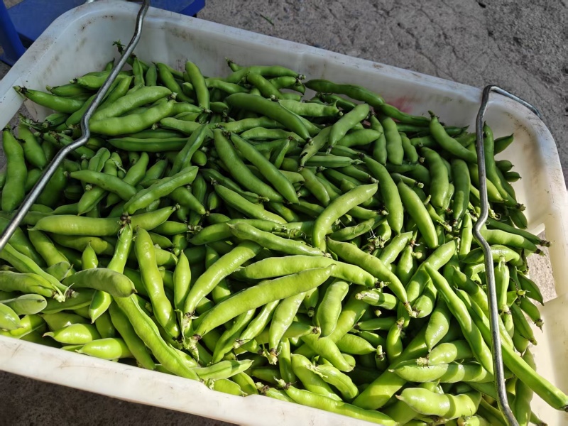 好货推荐精品云南蚕豆基地一手货源对接电商市场商超