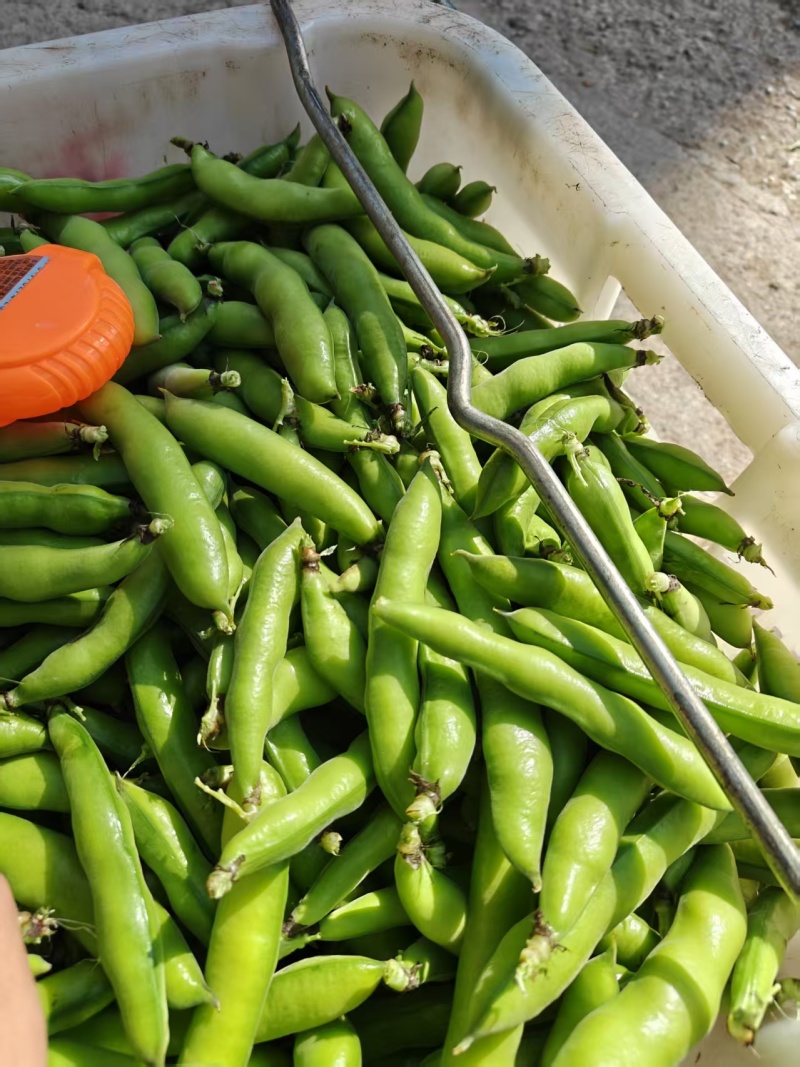 好货推荐精品云南蚕豆基地一手货源对接电商市场商超