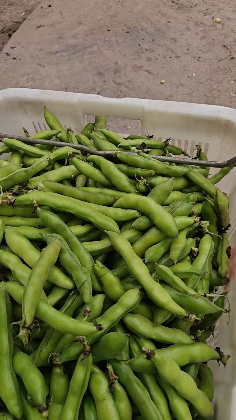 好货推荐精品云南蚕豆基地一手货源对接电商市场商超