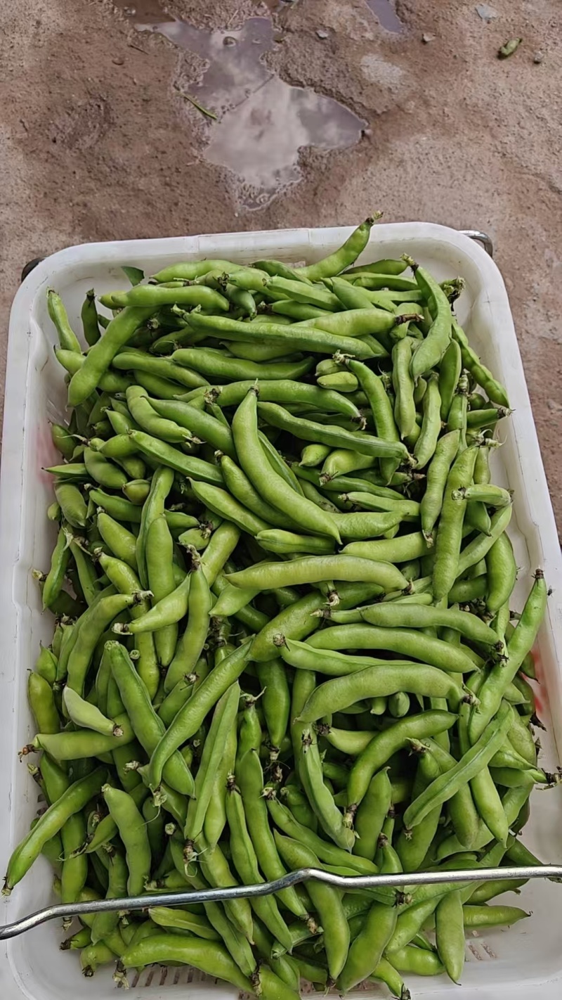 好货推荐精品云南蚕豆基地一手货源对接电商市场商超