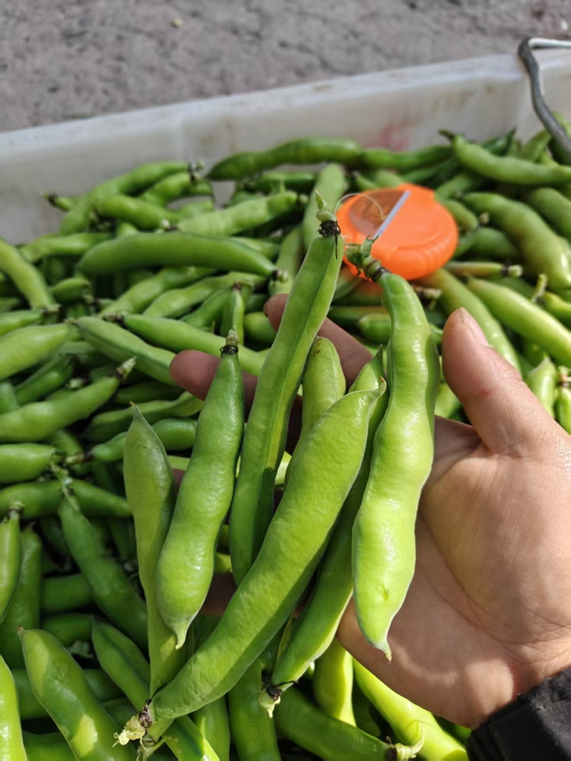 热卖推荐精品蚕豆全国发货可视频看货量大价优