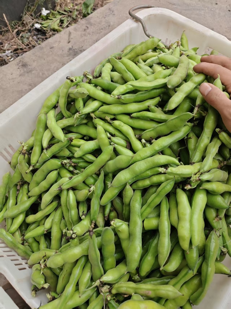 热卖推荐精品蚕豆全国发货可视频看货量大价优