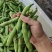 热卖推荐精品蚕豆全国发货可视频看货量大价优
