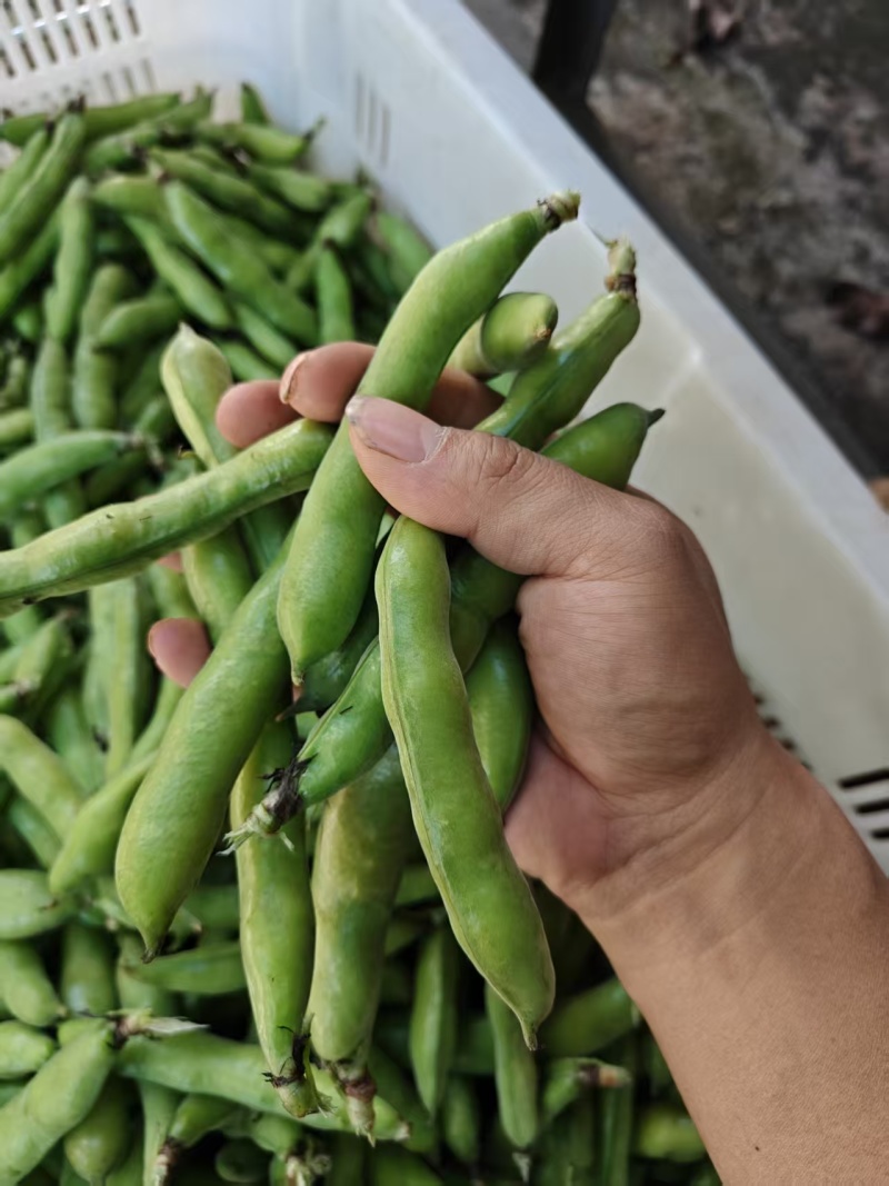 热卖推荐精品蚕豆全国发货可视频看货量大价优