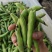 热卖推荐精品蚕豆全国发货可视频看货量大价优