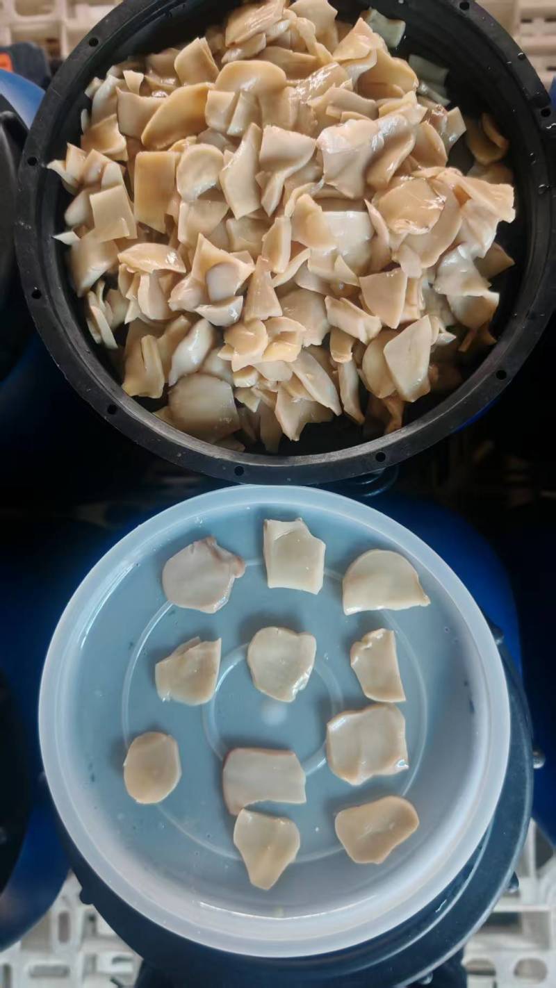 标准化盐渍杏鲍菇切片批发餐饮/罐头厂专用