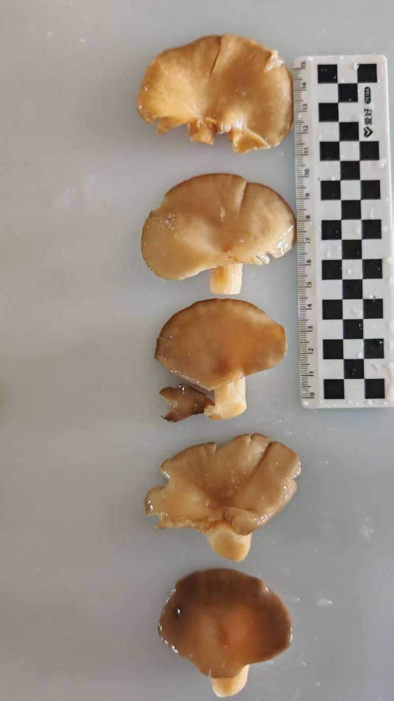 河北盐渍平菇批发餐饮/罐头厂专用