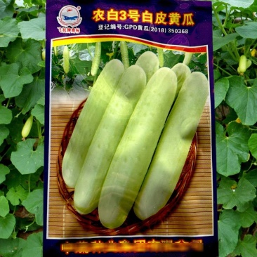 农白3号黄瓜种子春秋白皮减脂黄瓜种子雌花率高丰产甜脆蔬