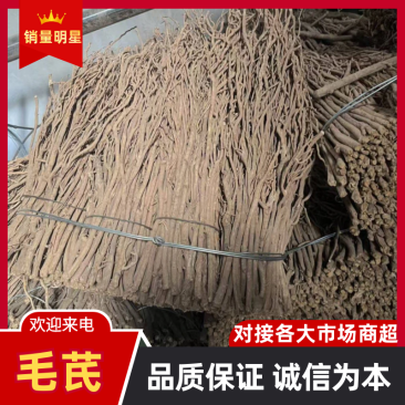 黄芪毛芪产地供应量大从优质量保证诚信经营欢迎咨询