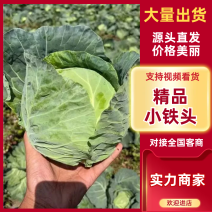 【精】精品小铁头云南甘蓝产地直发保质保量代发全国