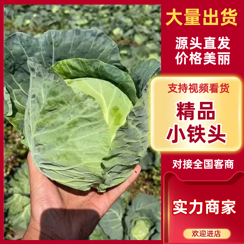 【精】精品小铁头云南甘蓝产地直发保质保量代发全国