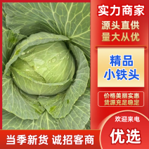 甘蓝云南大理宾川县精品小铁头产地直发保质保量