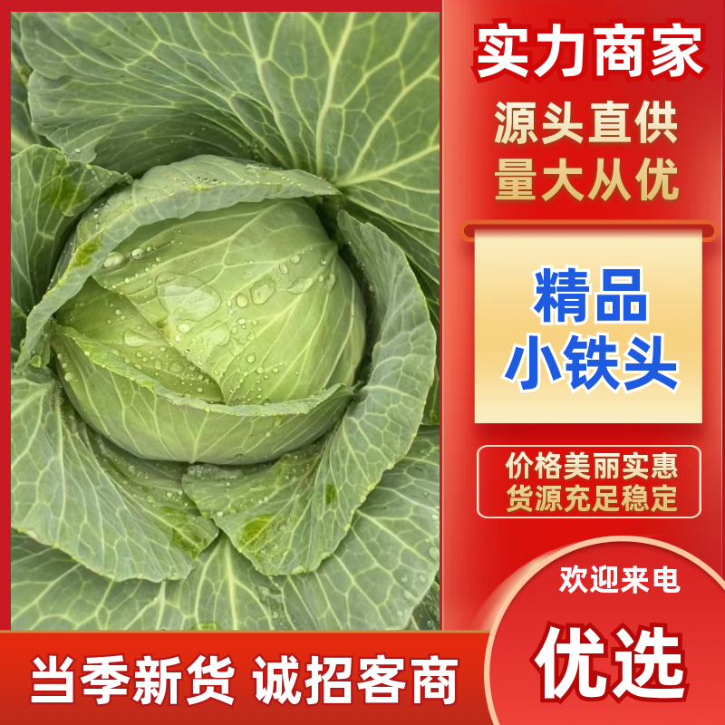 甘蓝云南大理宾川县精品小铁头产地直发保质保量