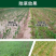 玉米苗后除草剂硝磺烟嘧莠去津禾阔双除一年生杂草三元复配农