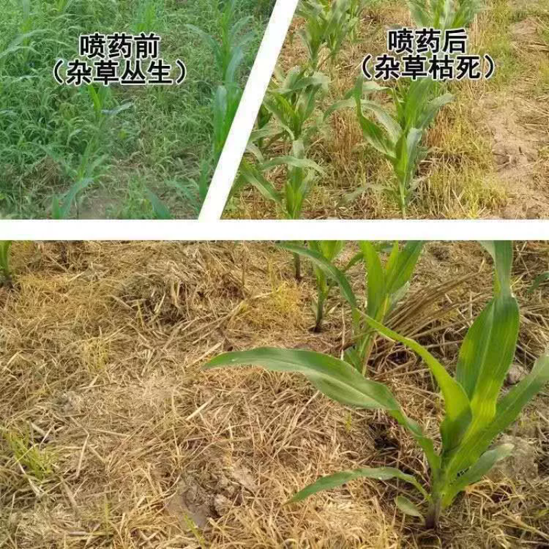 玉米苗后除草剂硝磺烟嘧莠去津禾阔双除一年生杂草三元复配农