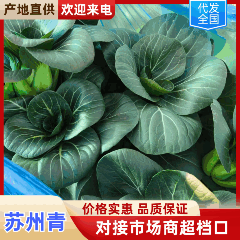江苏东台矮脚苏州青太湖菜产地源头直供商超电商批发市场对接
