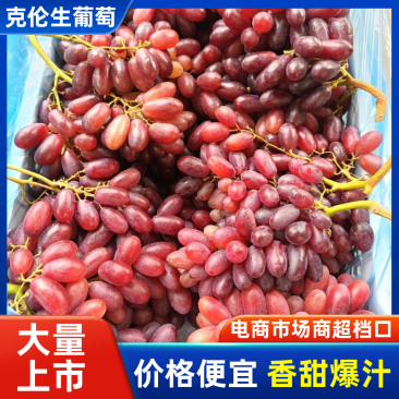 克伦生葡萄货源稳定对接市场电商商超社区团购,欢迎联系