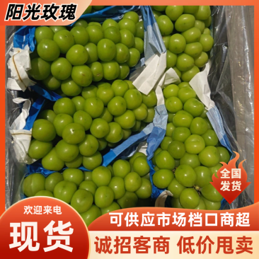阳光玫瑰货源稳定对接市场电商商超社区团购,欢迎联系